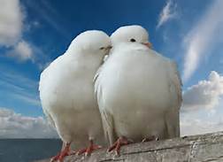 two white doves