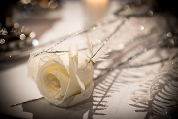 White Winter Rose BSL