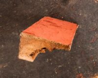 A [lank from the Gyrfalcon - rotted from the inside out - the missing portion has been delignified